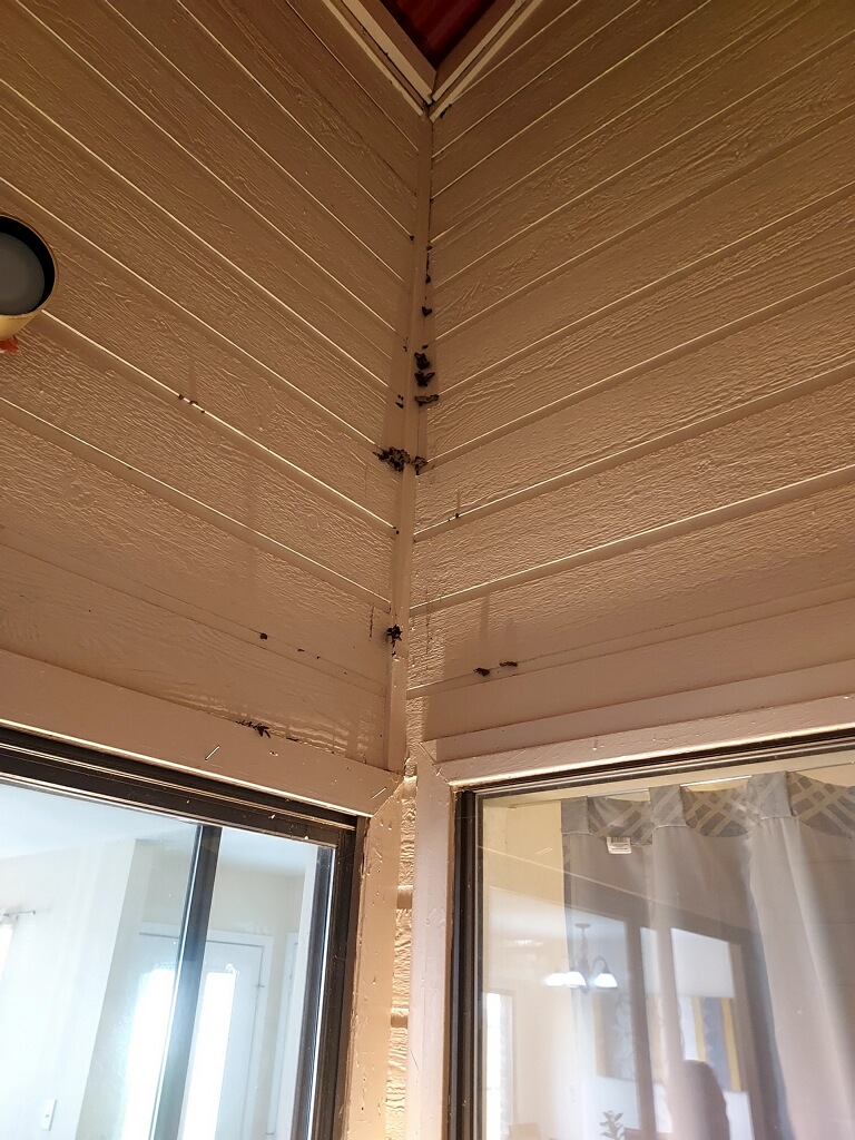 Look Out For Termites - Alcon Pest Control Services