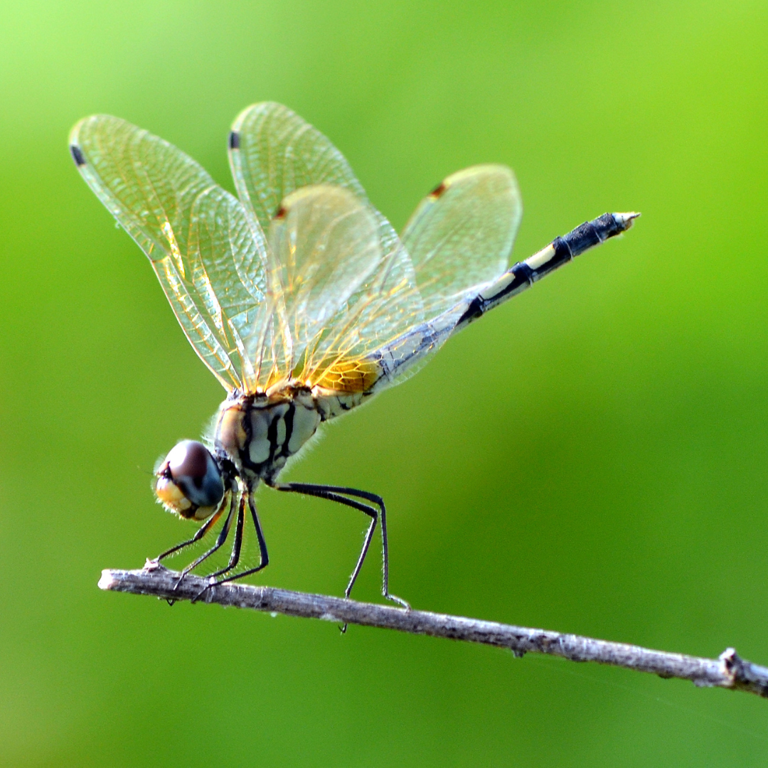 Dragonflies of North Texas