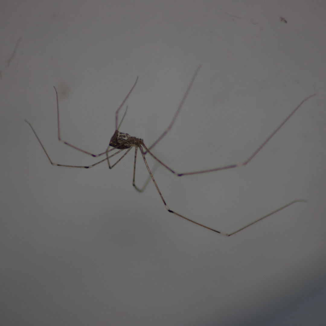 Spiders
Pest Control Services
