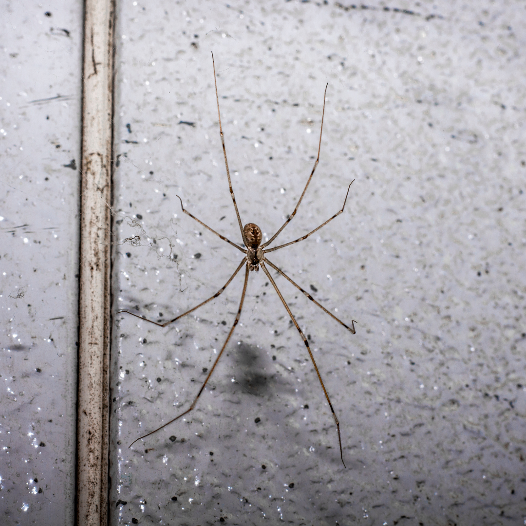Spider
Pest Control Services