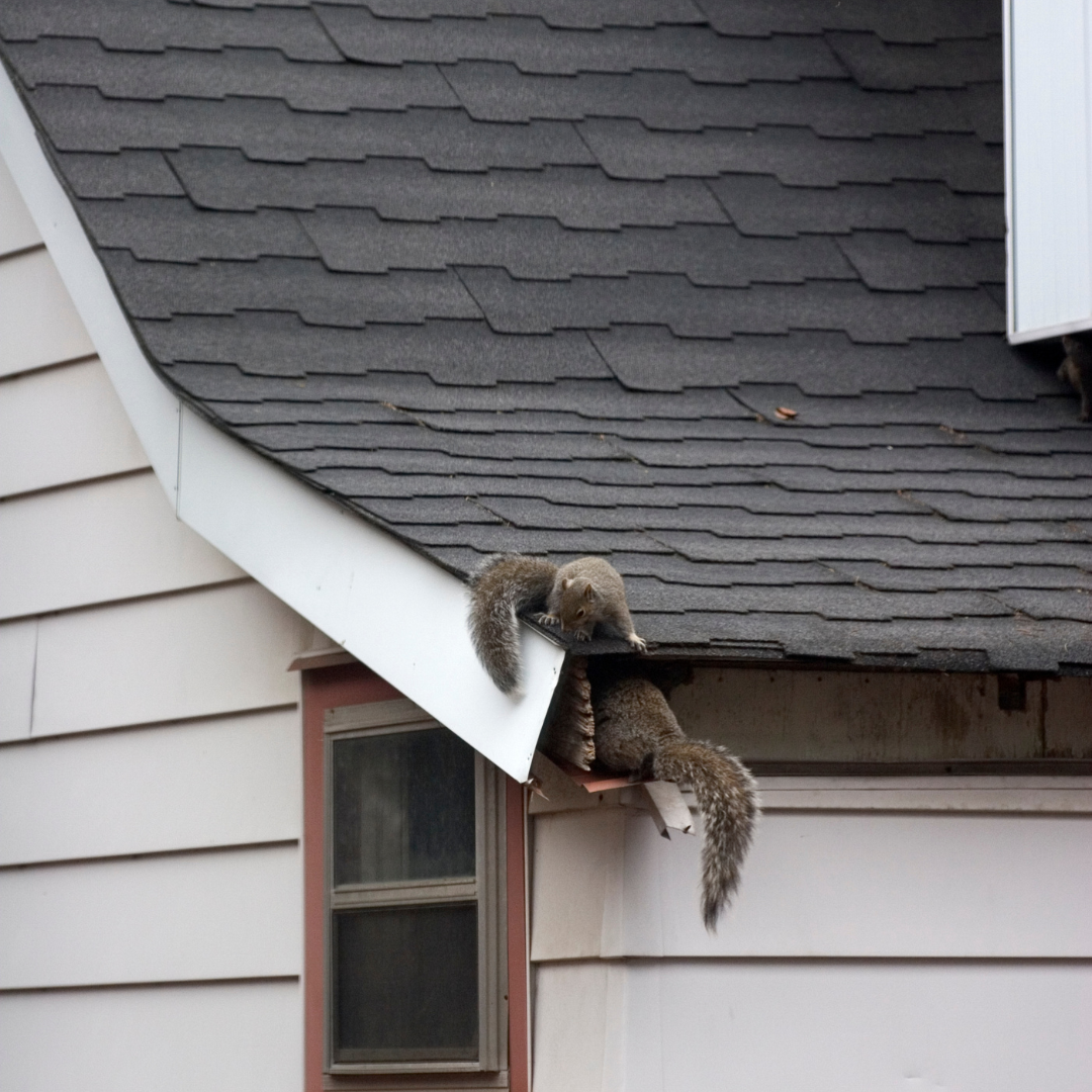 Squirrels breaking into attic