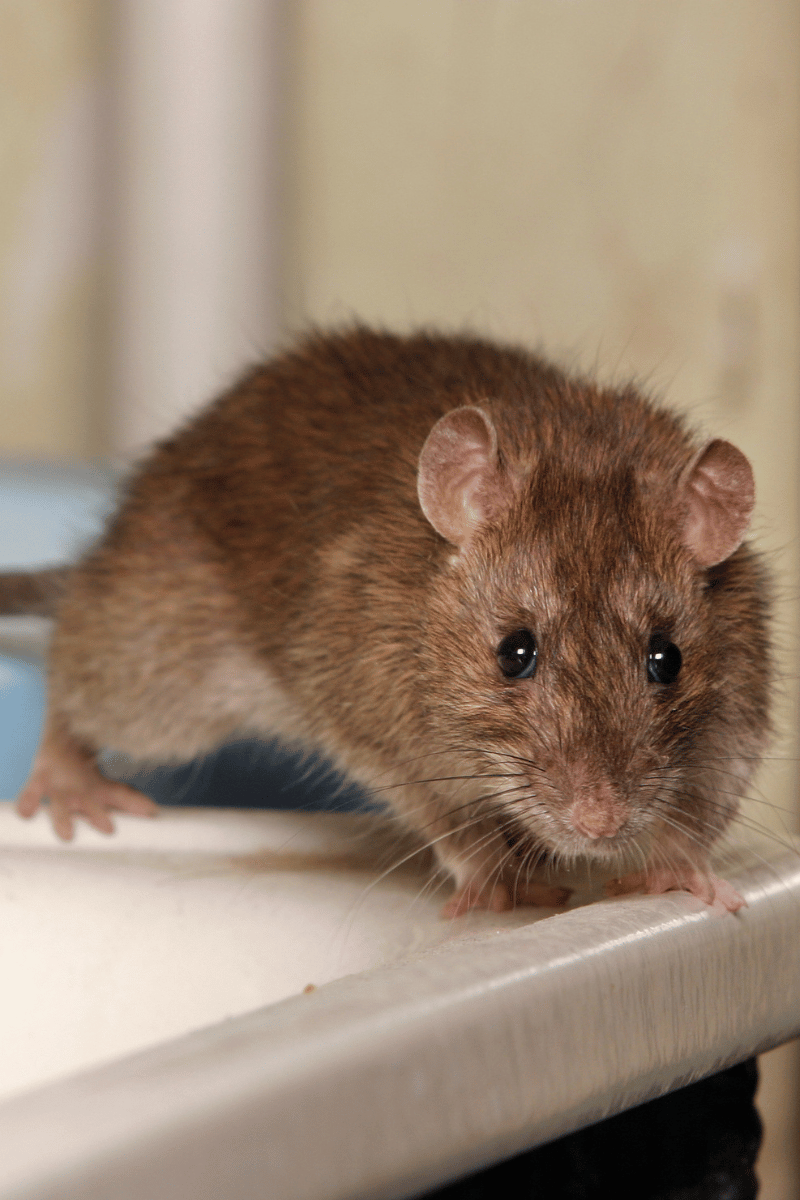 Noises In Your Attic | Mice, Rats, Squirrels, Raccoons, and Possums