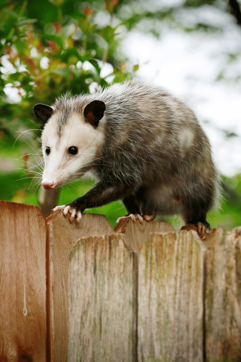 Noises In Your Attic | Mice, Rats, Squirrels, Raccoons, and Possums