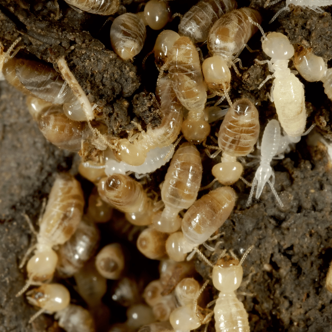 Termites | Pest control | Termite control | Termite prevention | Termite information | Alcon | Alcon pest control