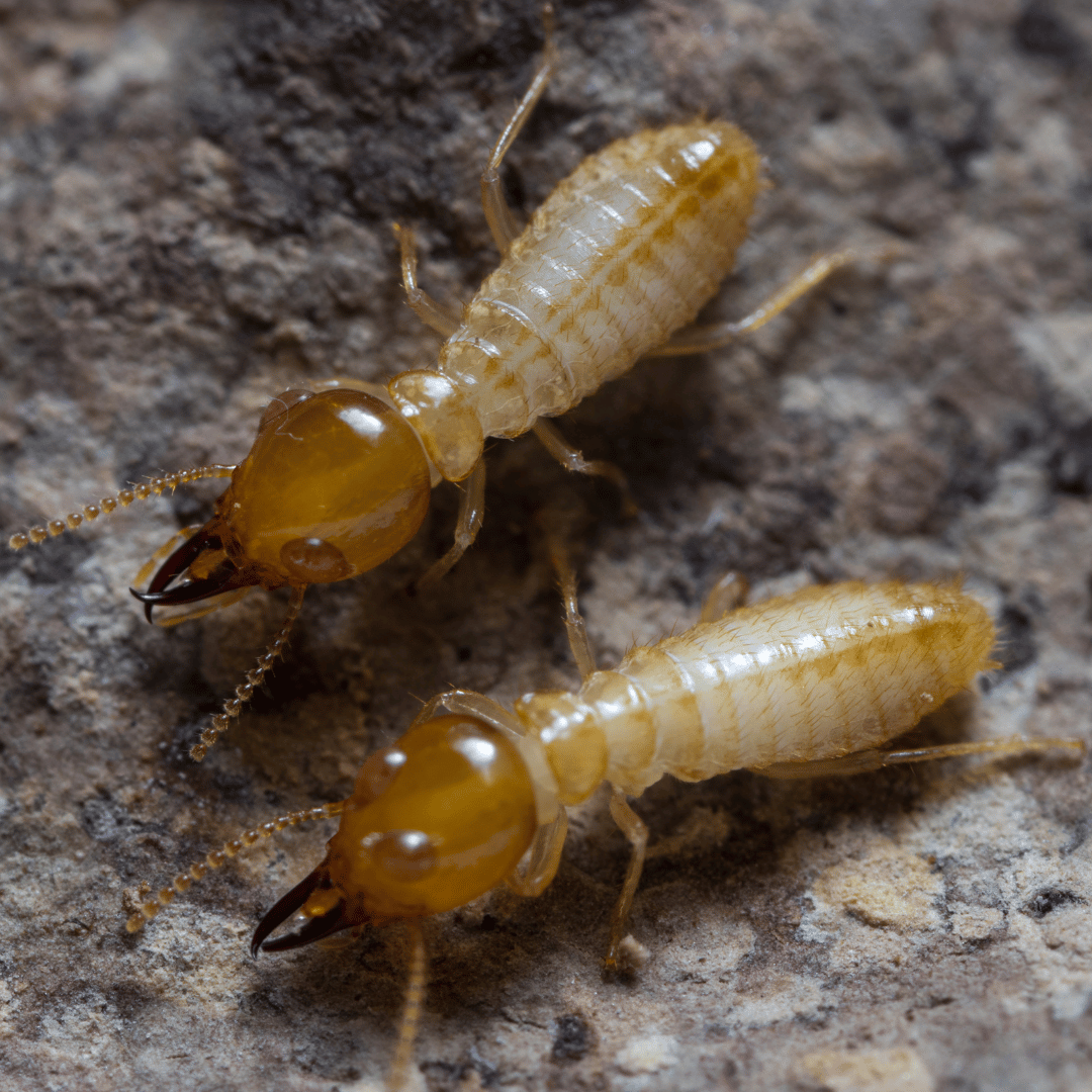 Termites | Pest control | Termite control | Termite prevention | Termite information | Alcon | Alcon pest control