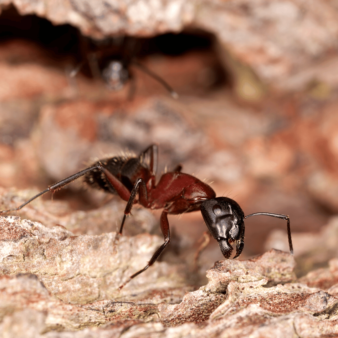 Alcon | Alcon pest control | Spring bugs | Carpenter Ants | How to avoid