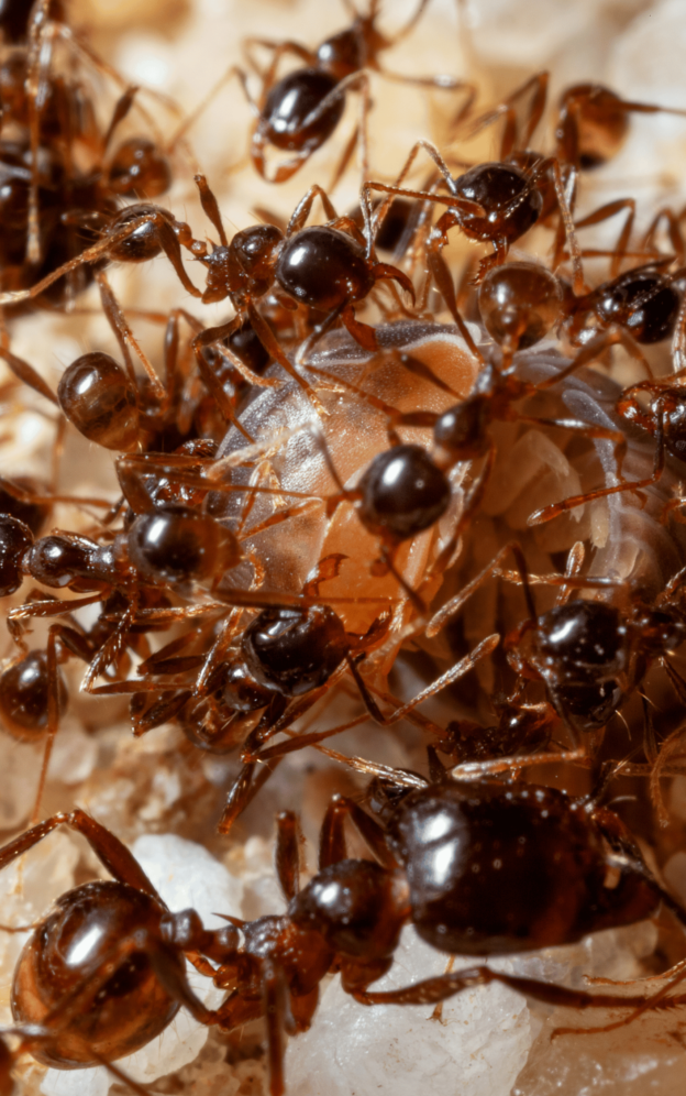Spring Bugs | Carpenter Ants Alcon Pest Control Services