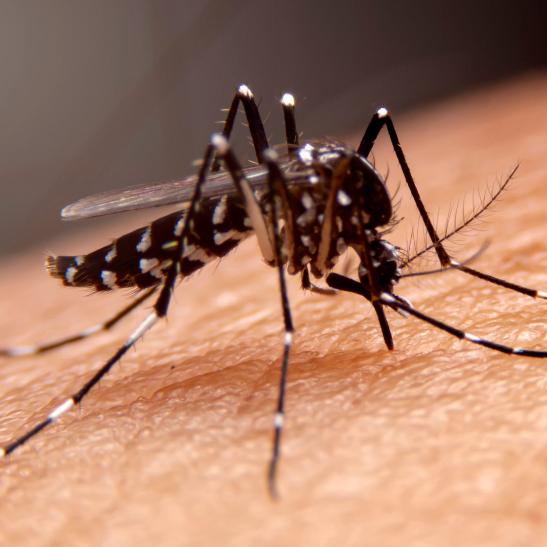 Alcon | Pest Control | Mosquitoes | Malaria | West Nile Virus | Zika Virus