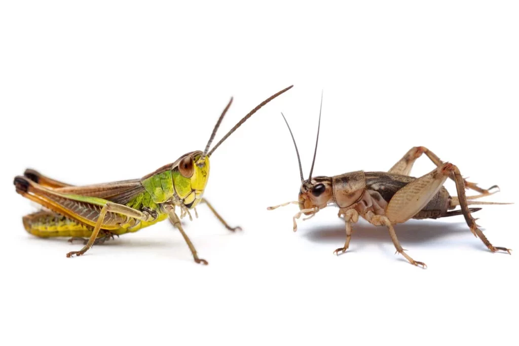 Left: Grasshopper
Right: Cricket