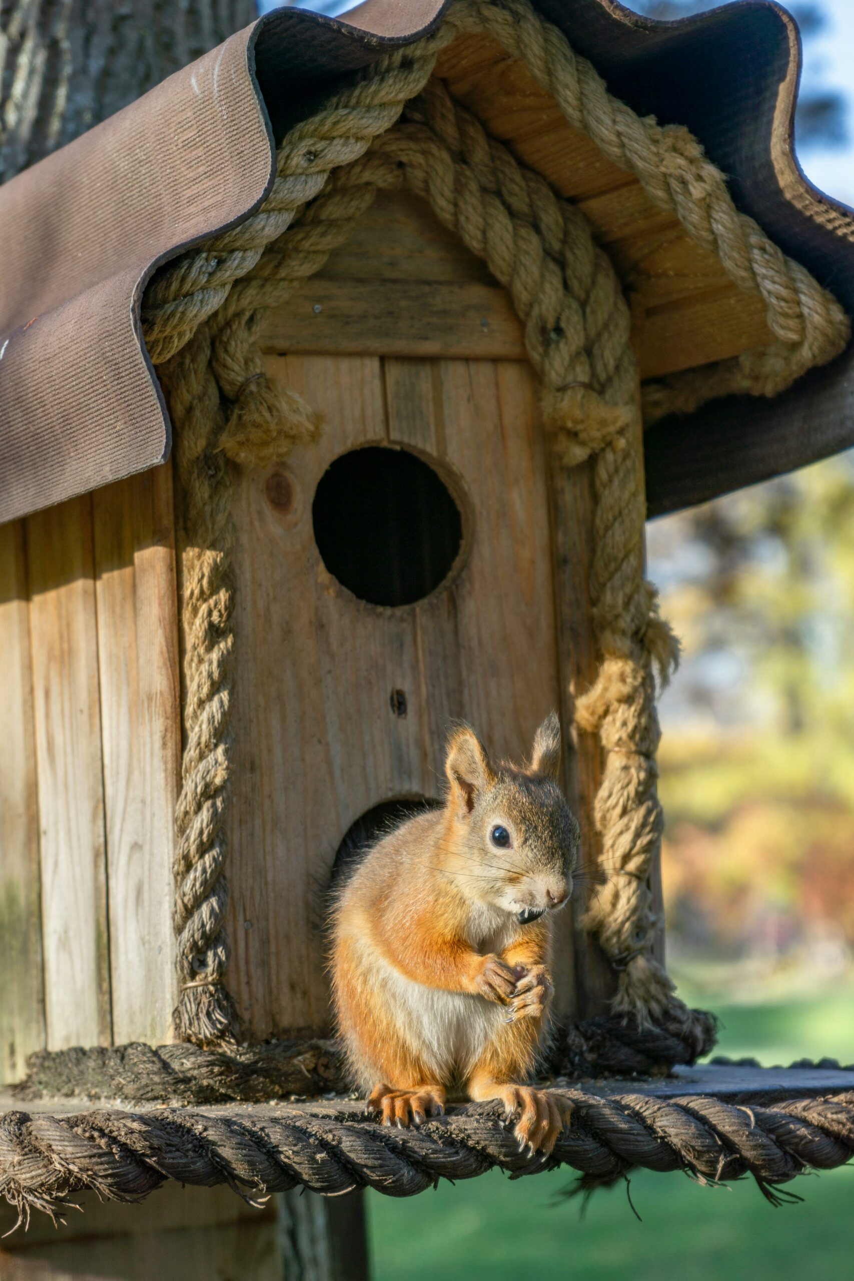Attic Intruders: Squirrels and Rodents on the Loose

Rodents, squirrels, pest control, termites, rats, mosquitos, service plan, spring critters, critters in attic, home services