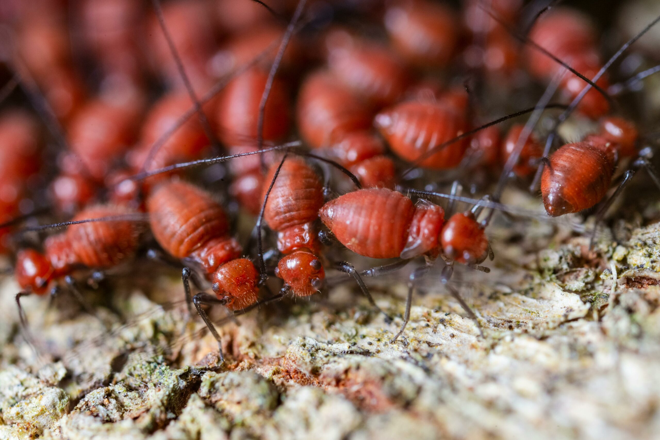 Summer Swarm: Battling Termites in the Heat Alcon services, termites, pest control, ants, bugs, pests, summer bugs, termites and pest control